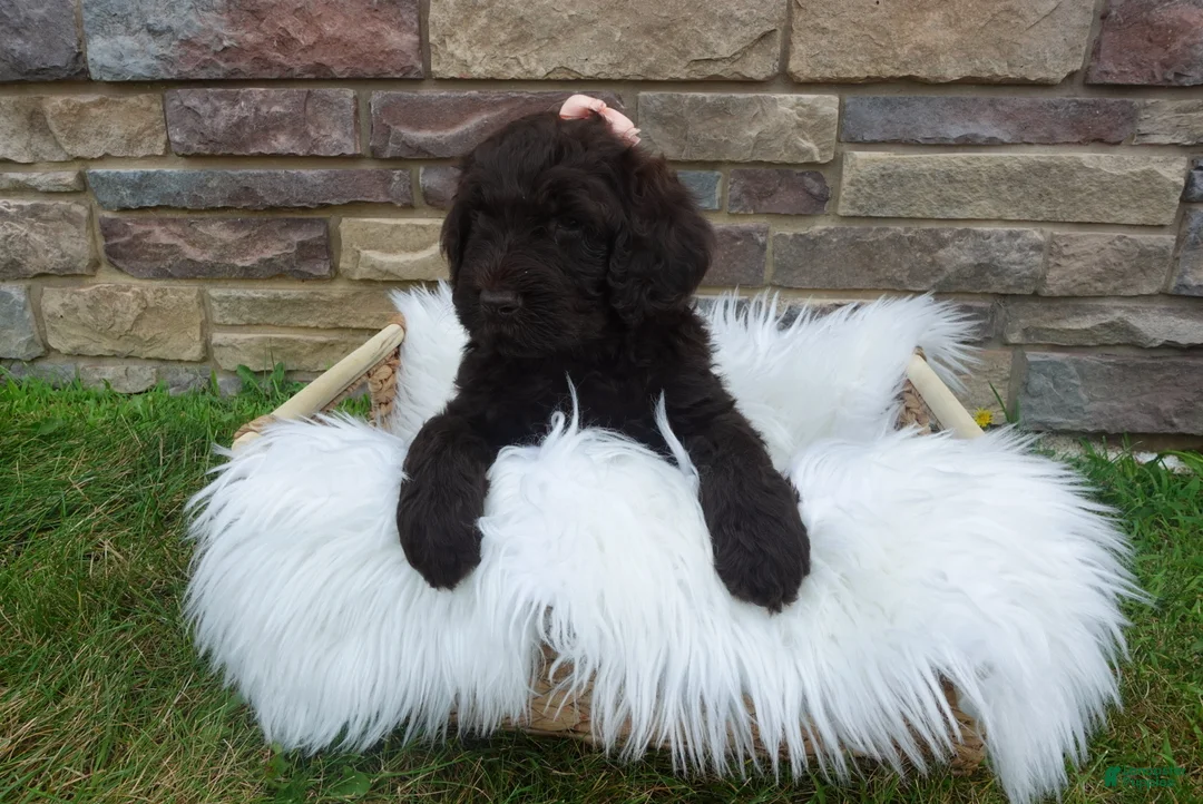 Newfypoo dogs for sale: F1b Coco - Ad 1