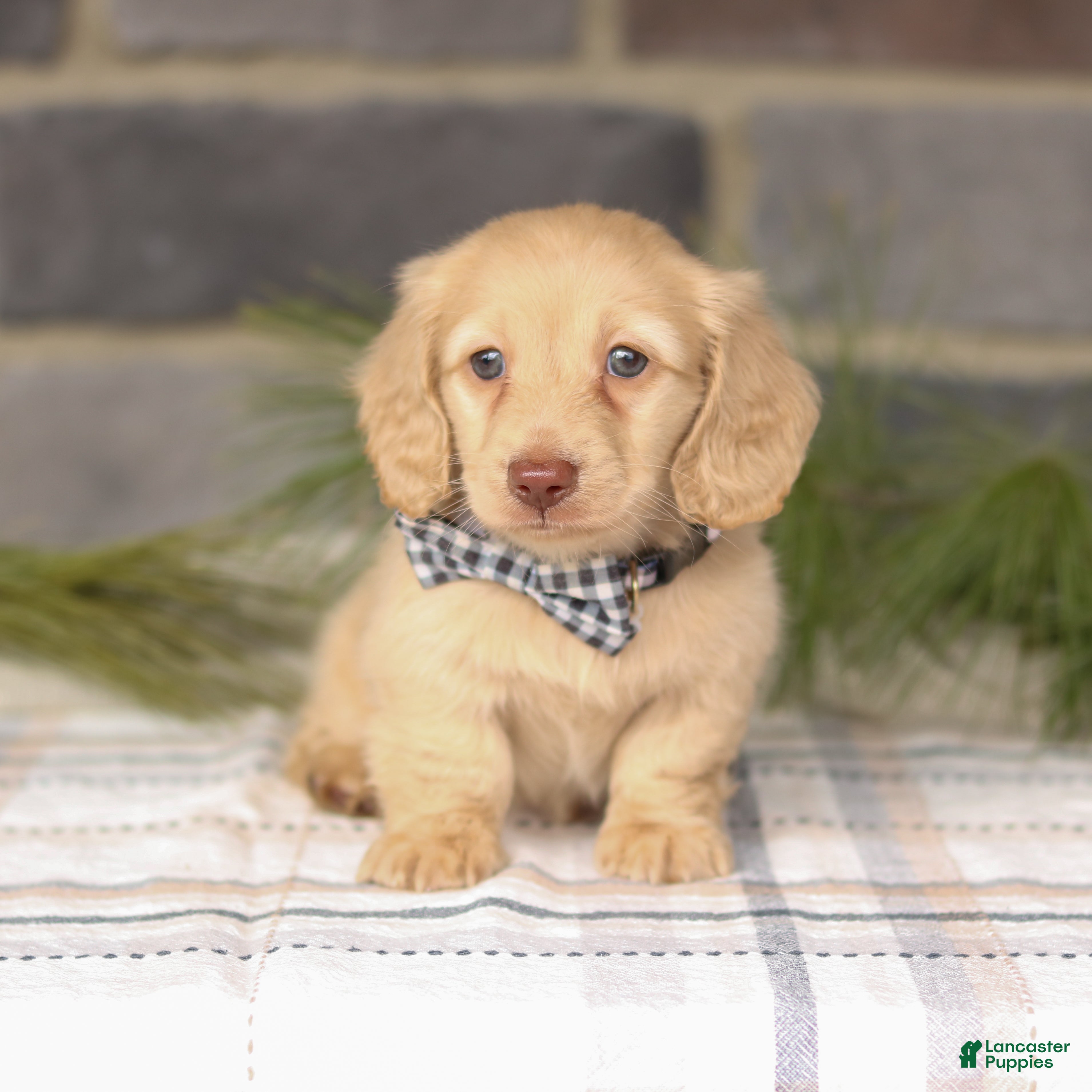 Miniature Dachshund dogs Bruno  - Ad 2