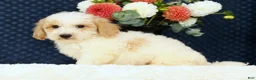 Bichpoo dogs for sale: Ender - Ad 3