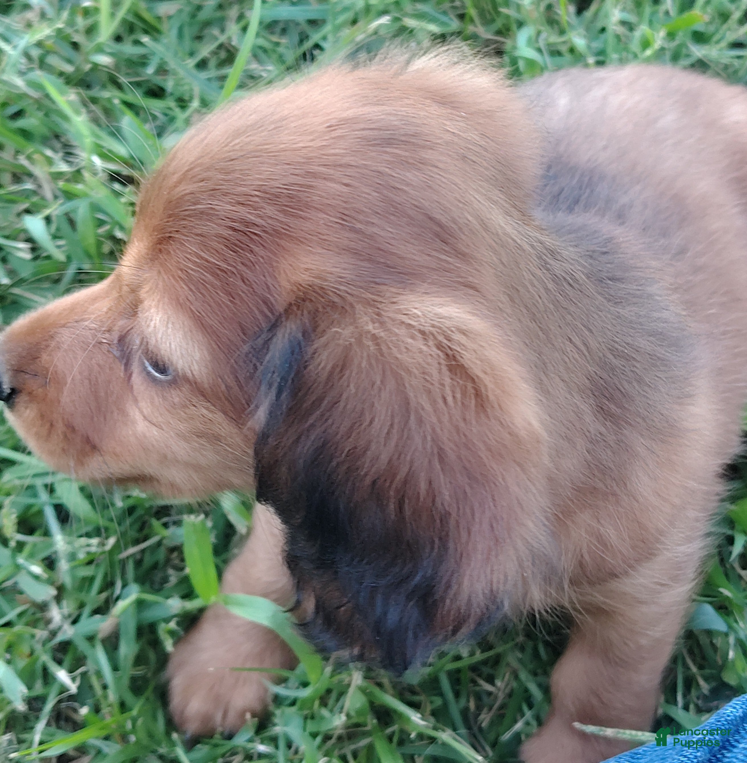 Miniature Dachshund dogs Miniature Dachshund 1 - Ad 2