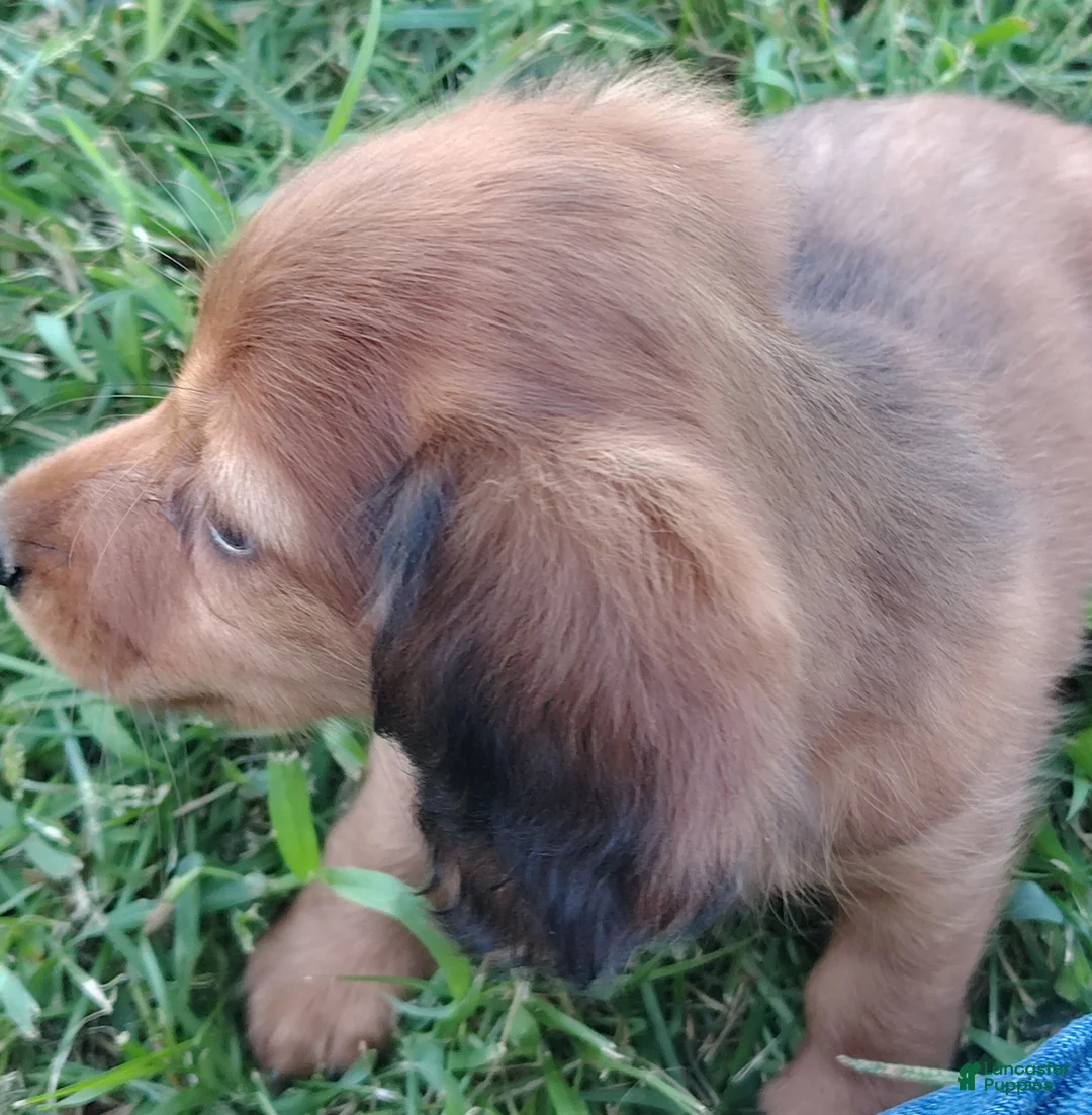 Miniature Dachshund dogs for sale: Miniature Dachshund 1 - Ad 2
