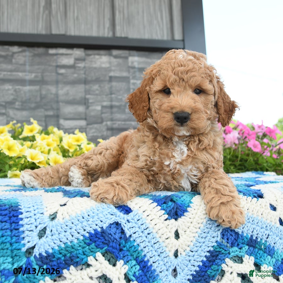 Mini Goldendoodle dogs Huffy  - Ad 1