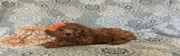 Miniature Poodle dogs for sale: Tara - Ad 4