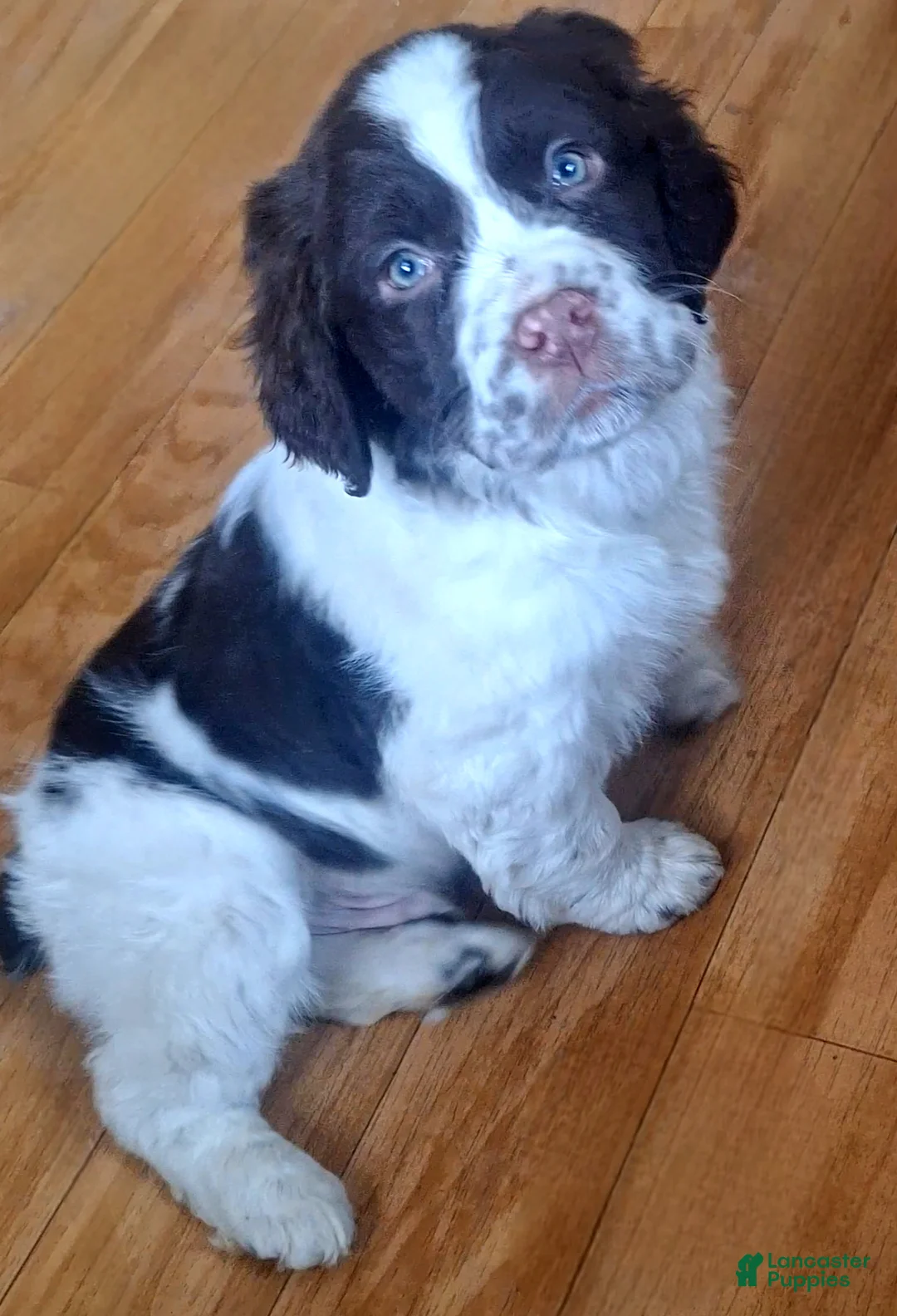 English Springer Spaniel dogs for sale: Benji - Ad 6