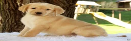 Labrador Retriever dogs for sale: Lacey - Ad 3
