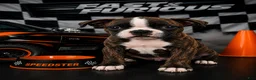Mixed Breed dogs for sale: Boston terrier pug  Breed 5 - Ad 1