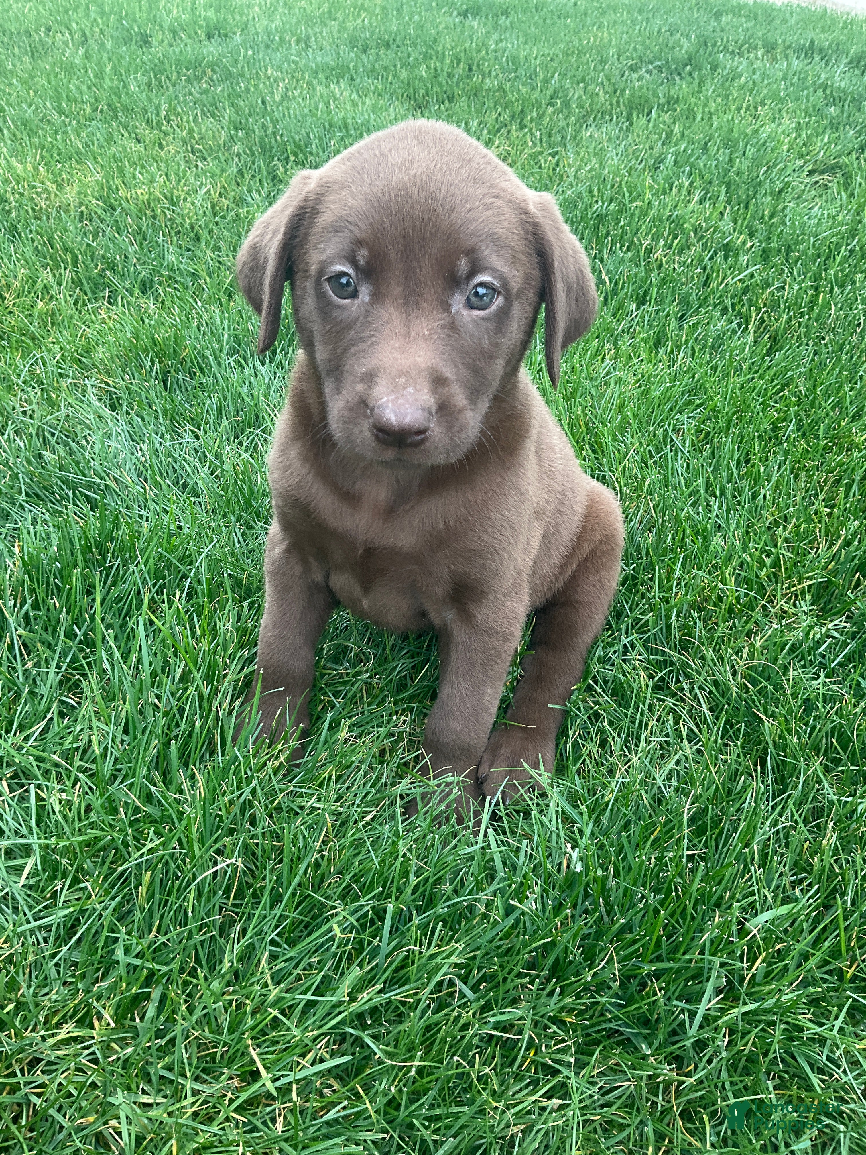 Labrador Retriever dogs Zora - Ad 1
