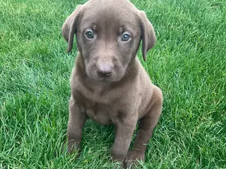 Labrador Retriever dogs for sale: Zora - Ad 1