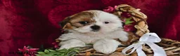 Shih Tzu dogs for sale: Lindsey - Ad 4