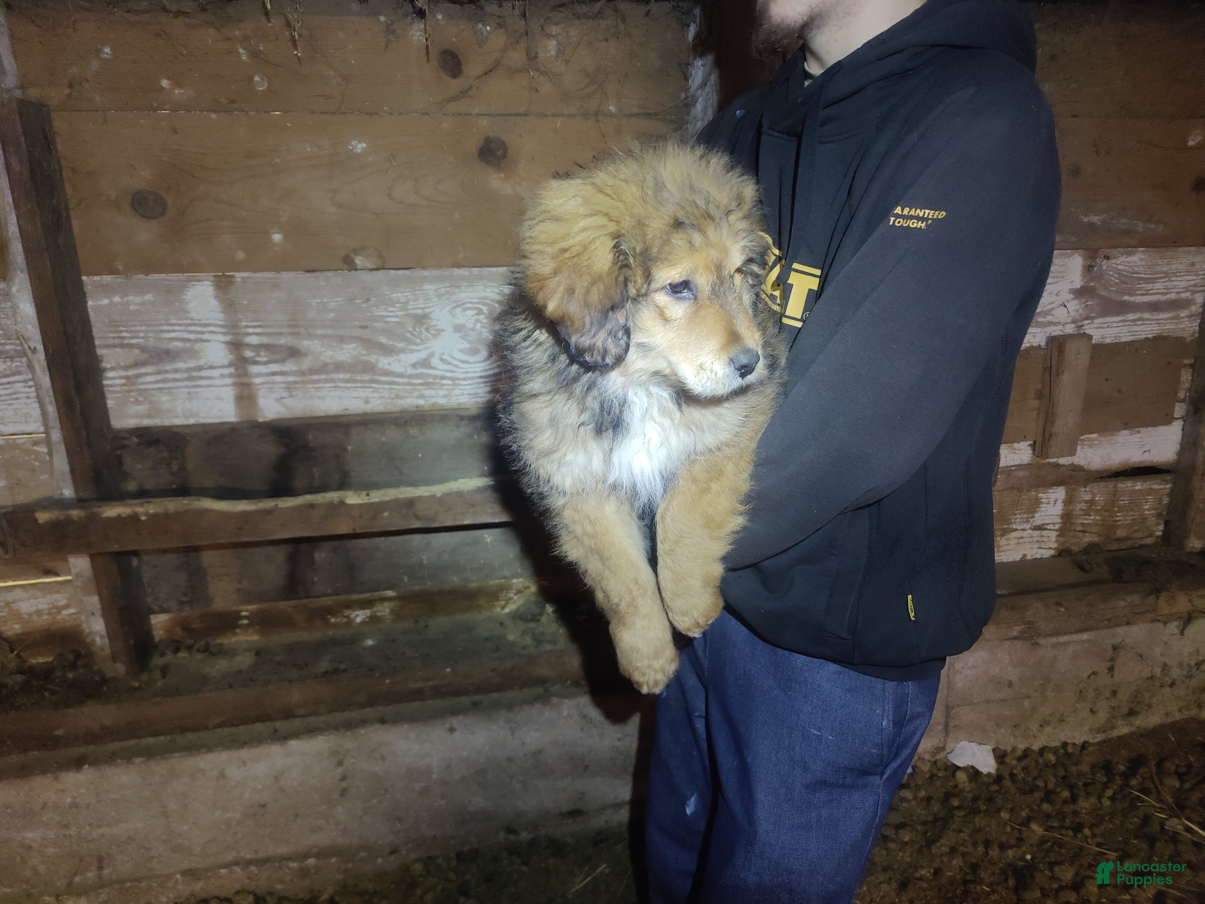 Mixed Breed dogs Canaan  - Ad 2