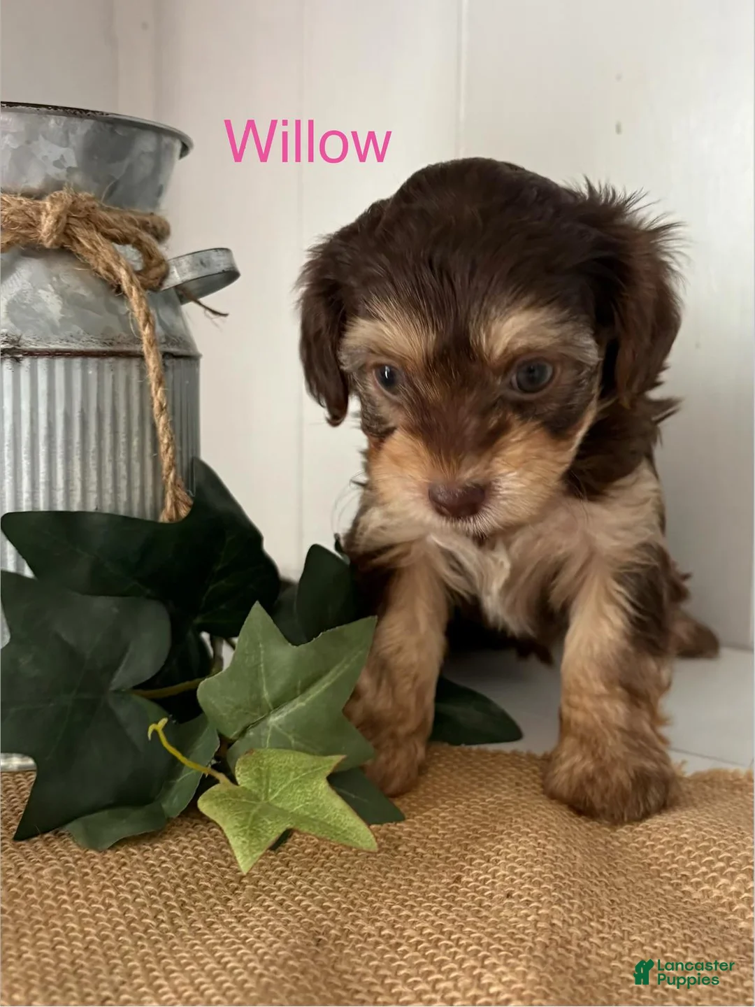 Yorkiepoo dogs for sale: Willow - Ad 1