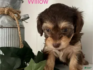Yorkiepoo dogs Willow - Ad 33