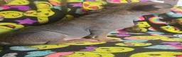 Chinese Crested dogs for sale: Stewart - Ad 16