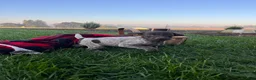 German Shorthaired Pointer dogs for sale: Striker❤️Akc ready to go home today - Ad 5