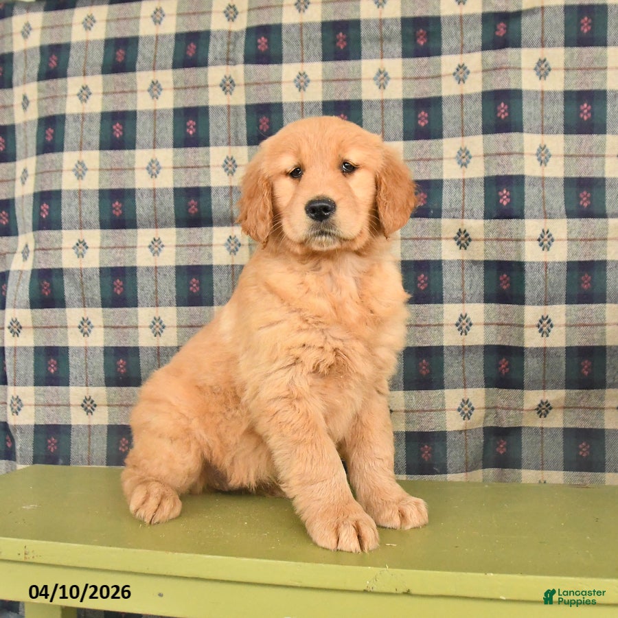 Golden Retriever dogs Bella   - Ad 1