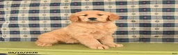 Golden Retriever dogs for sale: Bella   - Ad 1