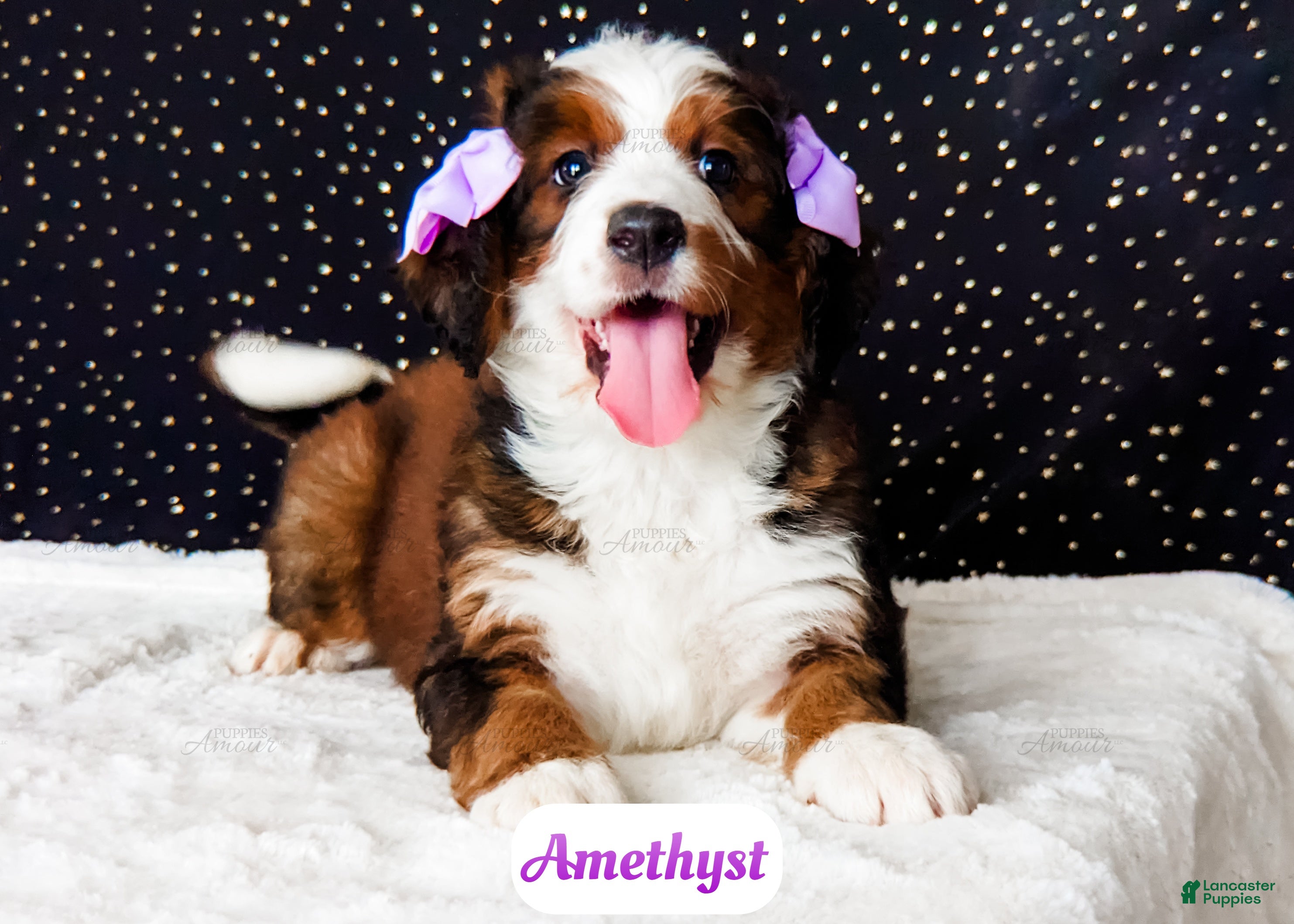 Bernedoodle dogs Amethyst - Ad 20