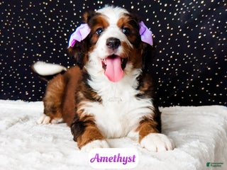 Bernedoodle dogs Amethyst - Ad 2