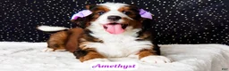 Bernedoodle dogs for sale: Amethyst - Ad 1