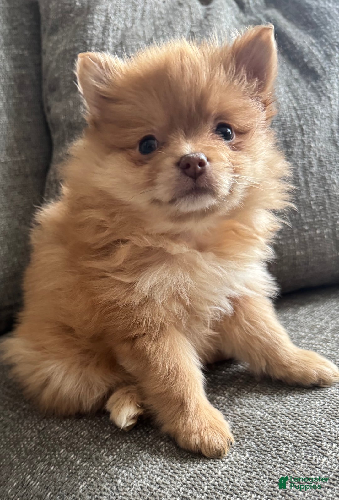Pomeranian dogs for sale: Bella - Ad 1