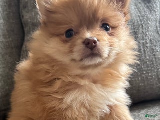 Pomeranian dogs Bella - Ad 31