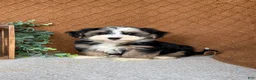 Havanese dogs for sale: James - Ad 1