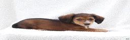 Miniature Dachshund dogs for sale: Pedro - Ad 3
