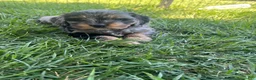Mixed Breed dogs for sale: Red Munchkin Bernedoodle - Ad 10
