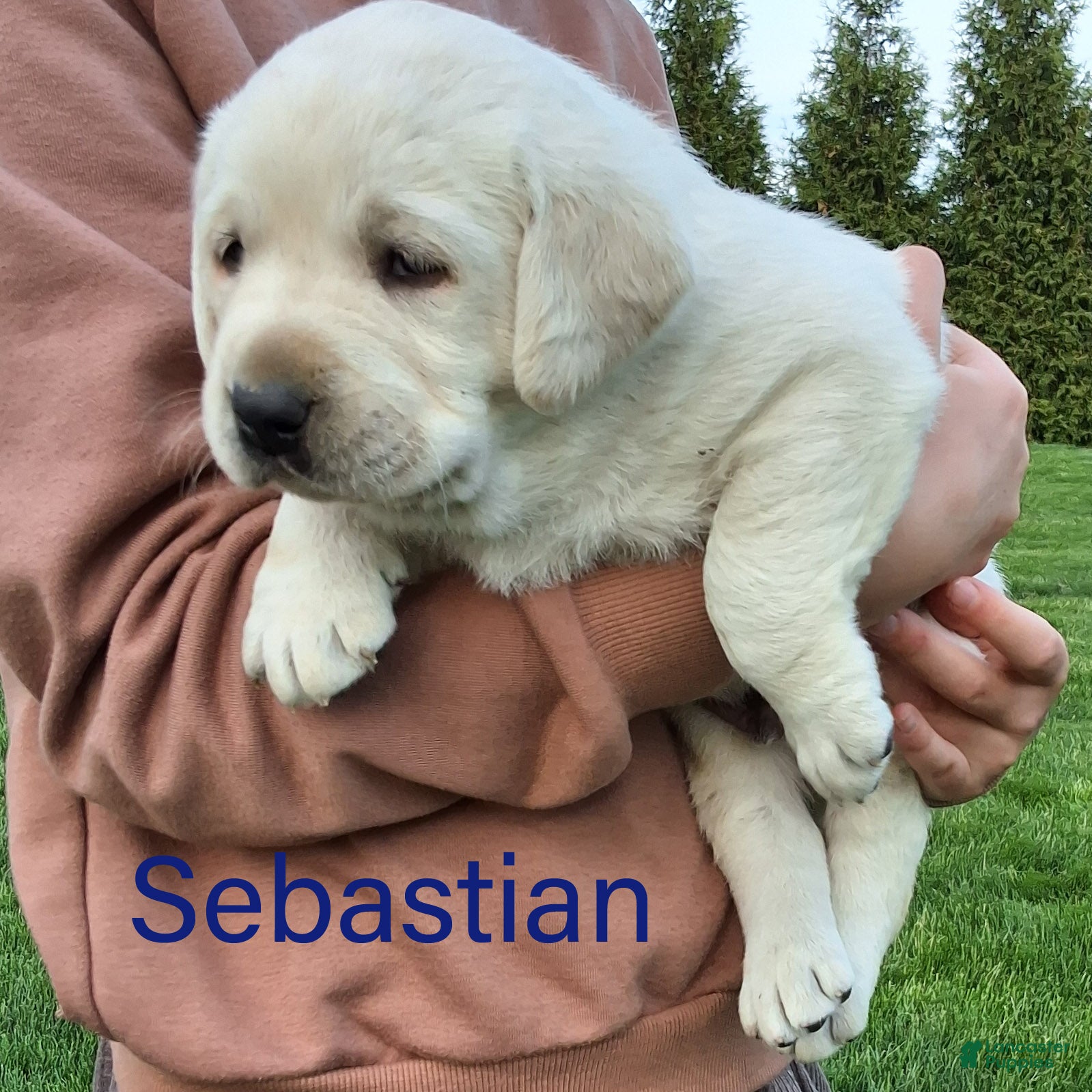 Labrador Retriever dogs Sebastian  - Ad 2