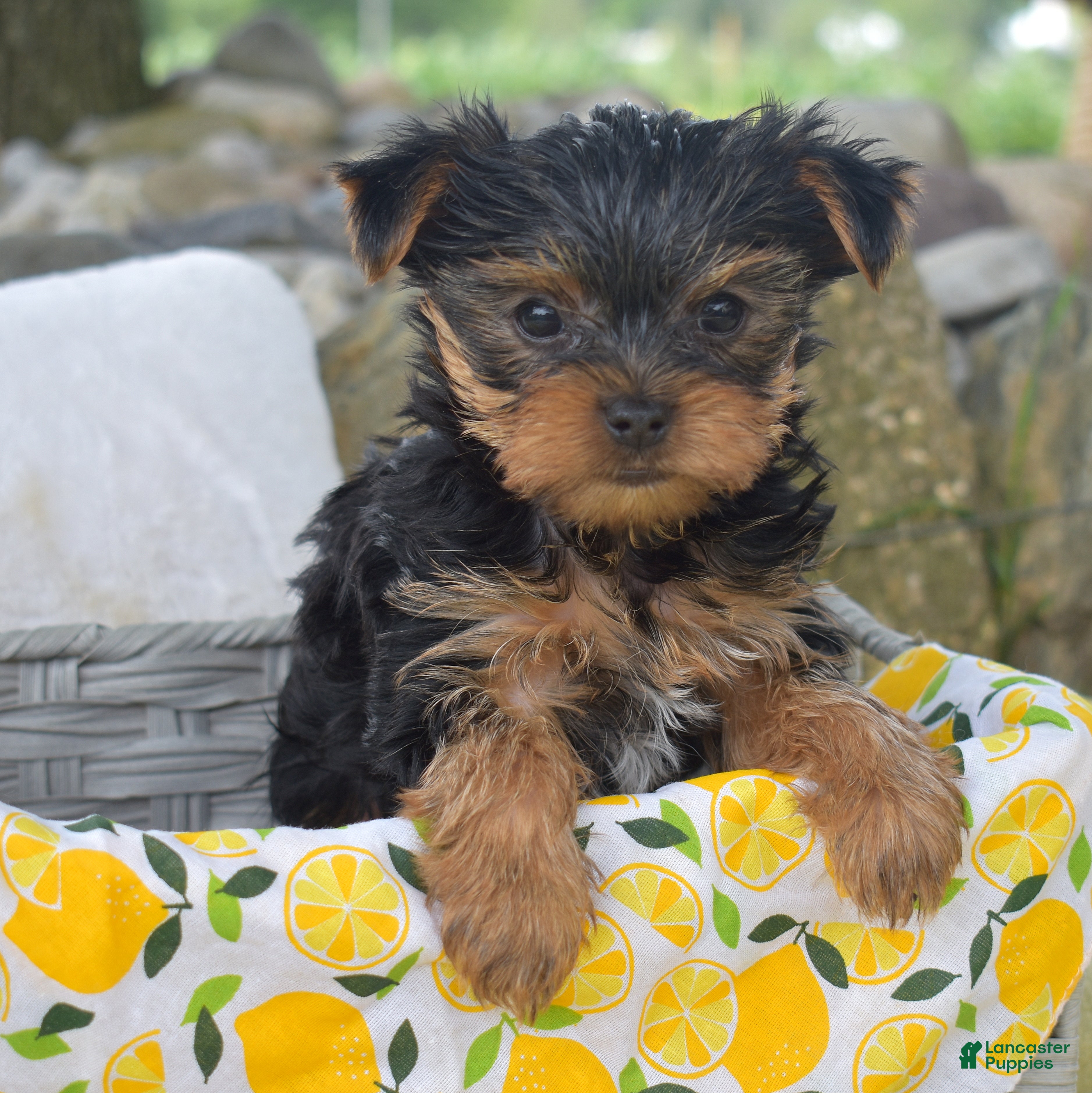 Yorkshire Terrier dogs Cash - Ad 1