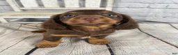Miniature Dachshund dogs for sale: Lexi - Ad 5