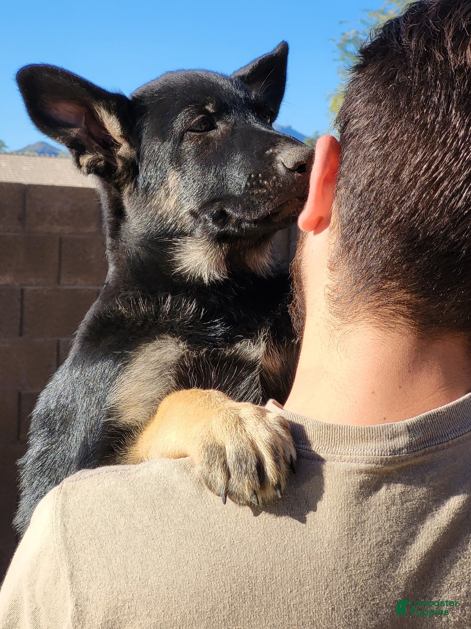 German Shepherd dogs German Shepherd Puppy 3 - Ad 16