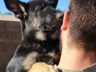 German Shepherd dogs German Shepherd Puppy 3 - Ad 16