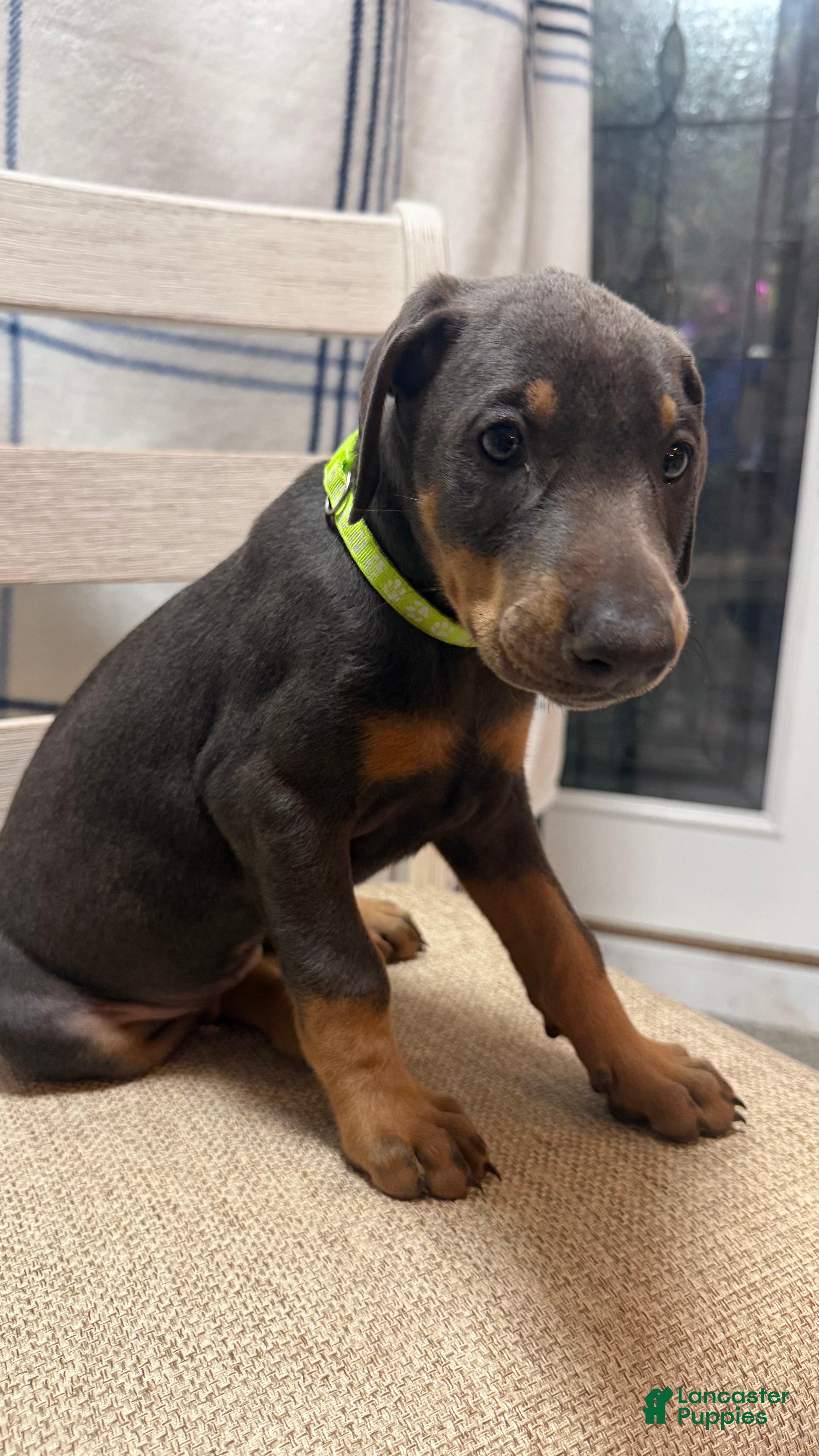 Doberman Pinscher dogs Doberman Pinscher Puppy 4 - Ad 2