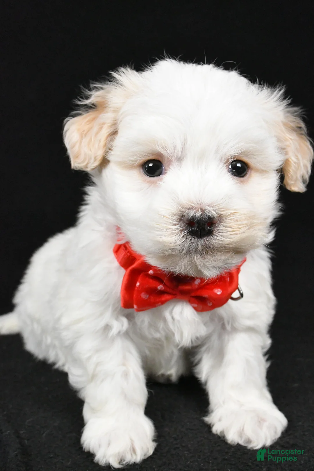 Havanese dogs for sale: Dell - Ad 7