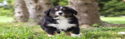 Bernese Mountain Dog dogs for sale: Spencer - Ad 10