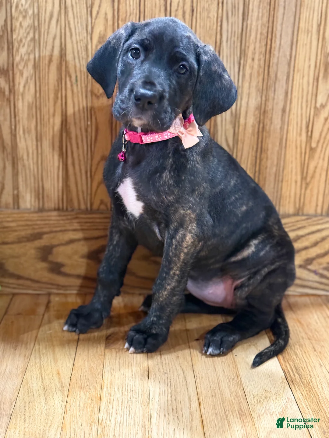 Great Dane dogs for sale: Luna  - Ad 4