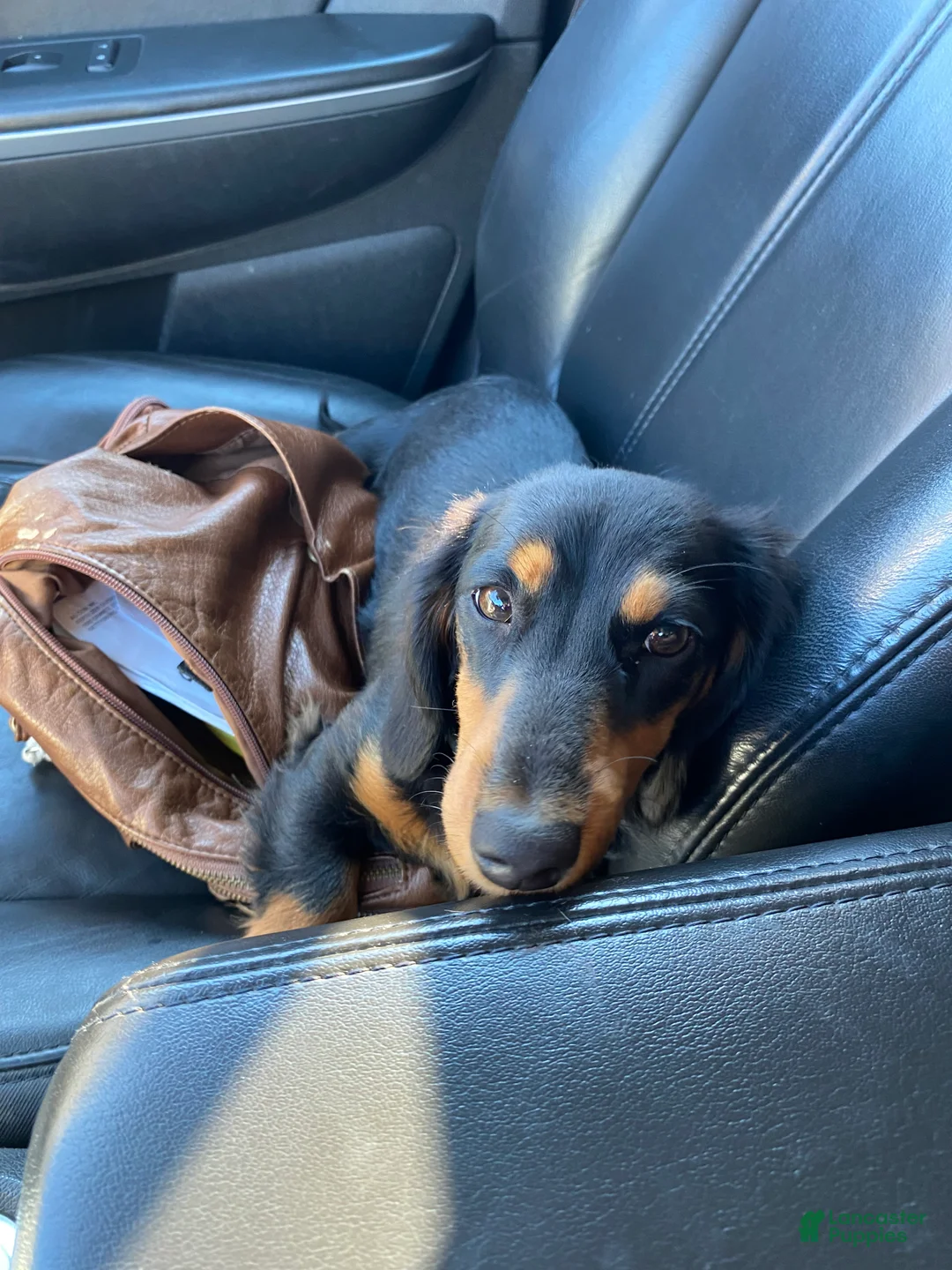 Miniature Dachshund dogs for sale: Miette - Ad 9