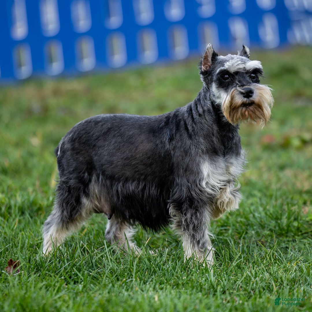 Miniature Schnauzer dogs for sale: Verbena - Ad 2