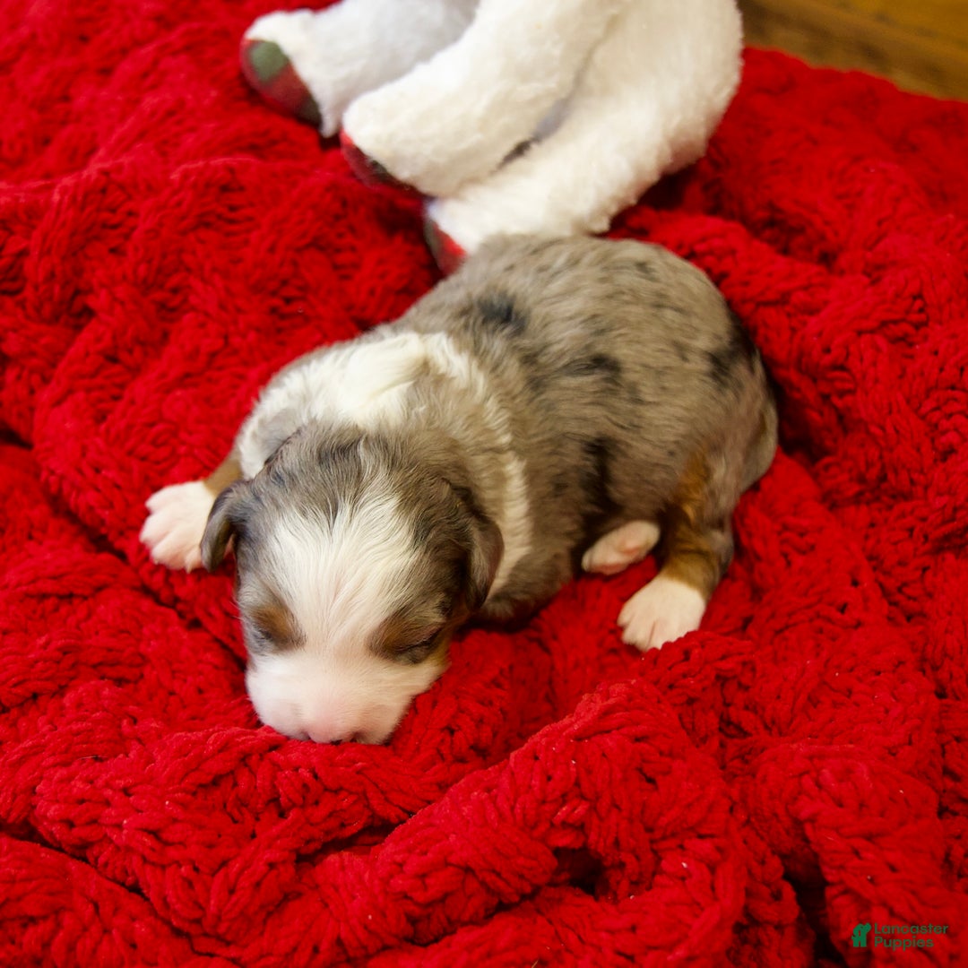 Mini Bernedoodle dogs for sale: Holly Girl - Ad 12
