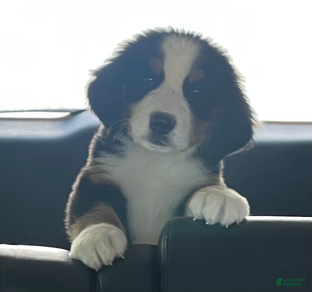 Bernese Mountain Dog dogs Charlie - Ad 1