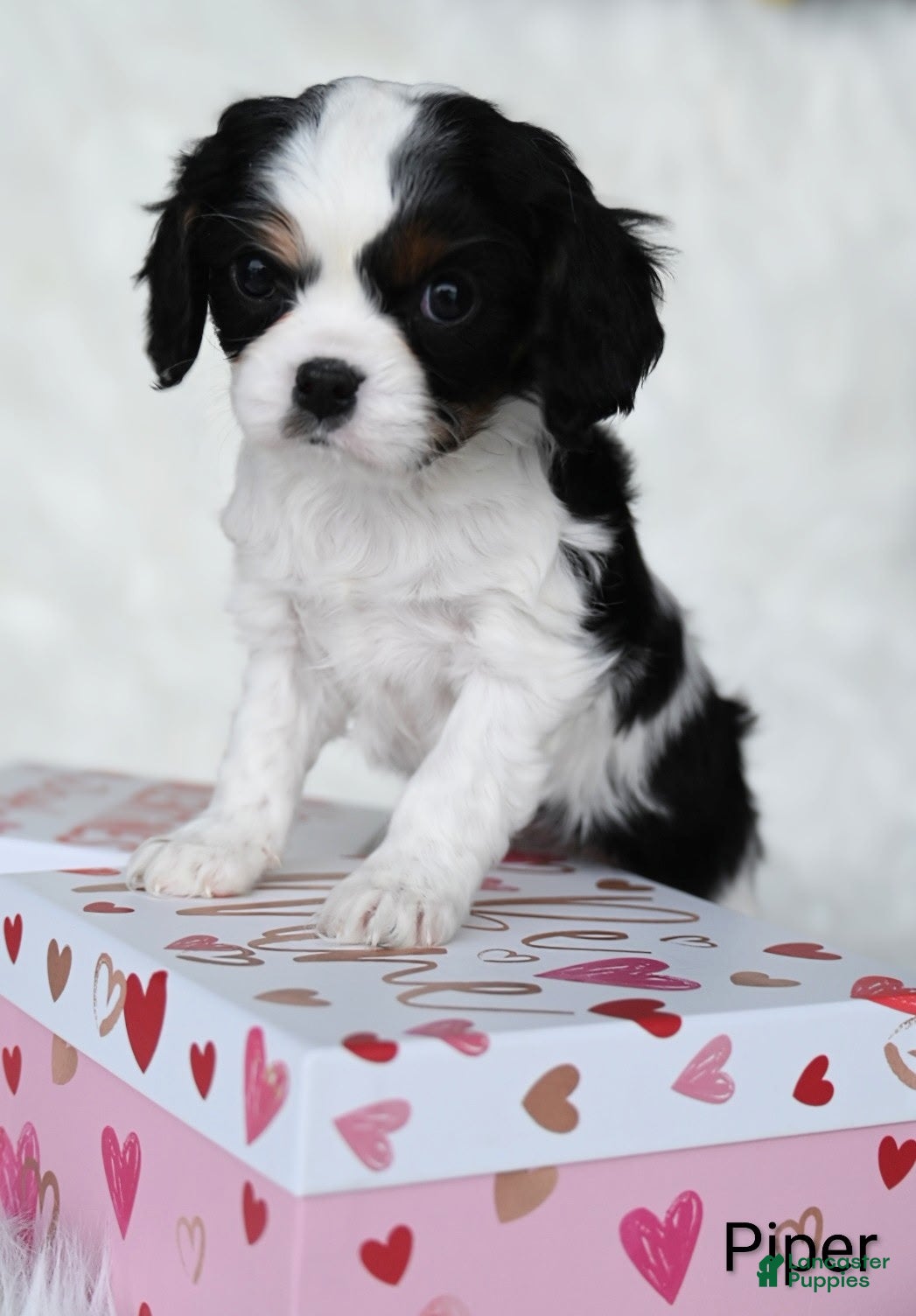 Cavalier King Charles Spaniel dogs for sale: Piper - Ad 3