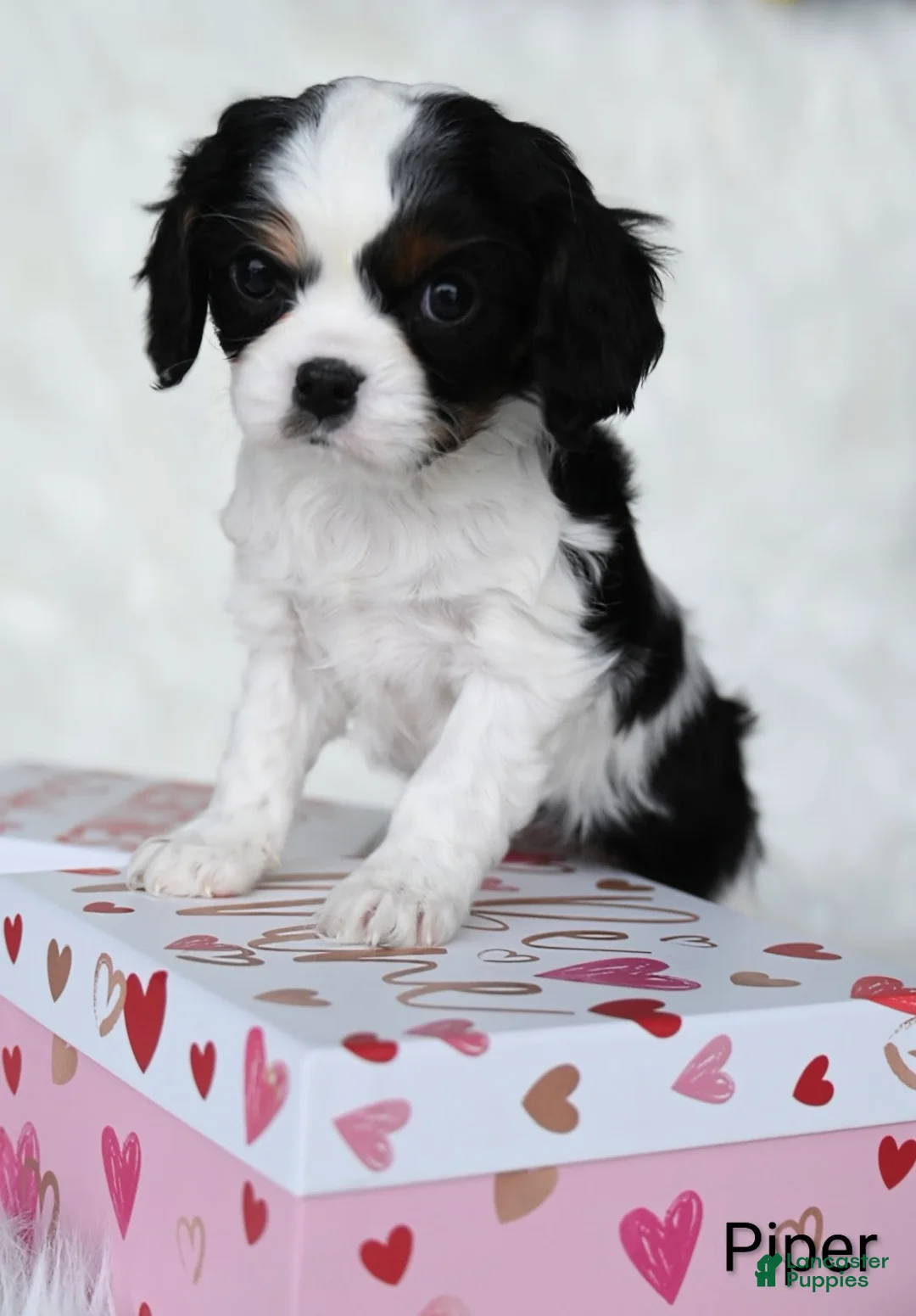 Cavalier King Charles Spaniel dogs for sale: Piper - Ad 1
