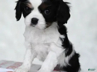 Cavalier King Charles Spaniel dogs for sale: Piper - Ad 3