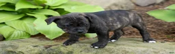 Staffordshire Bull Terrier dogs for sale: Melody 🎀 - Ad 18