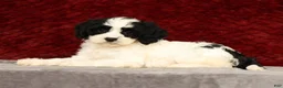 Cavapoo dogs for sale: Kimberly - Ad 4