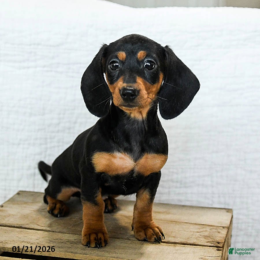 Miniature Dachshund dogs Midnight - Ad 21