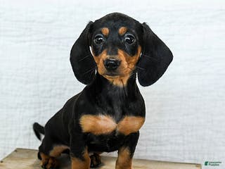 Miniature Dachshund dogs Midnight - Ad 13