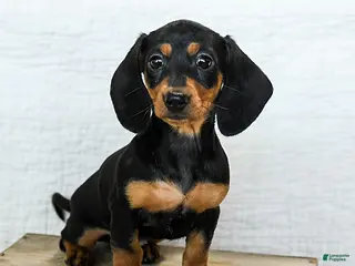 Miniature Dachshund dogs Midnight - Ad 24