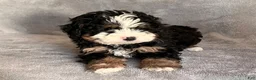 Mini Bernedoodle dogs for sale: Koda - Ad 5